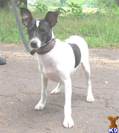 Rat Terrier Puppies for Sale